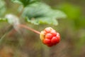 Unripe red cloudberry grows in a swamp, Latvia