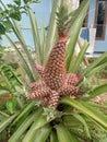 The unripe red crown pineapple fruit is very beautiful Royalty Free Stock Photo