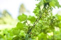 Unripe red currant fruits on bush Royalty Free Stock Photo