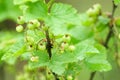 Unripe red currants on redcurrant bush in spring time