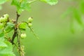 Unripe red currants on redcurrant bush in spring time