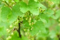 Unripe red currants on redcurrant bush in spring time