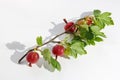 Unripe red gooseberry berries lie on white paper outdoor macro