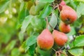 Unripe red-green pears on a branch of a tree in the garden on a sunny summer day