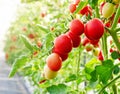 Unripe red tomato growing on the vine Royalty Free Stock Photo