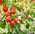 Unripe red tomato growing on the vine Royalty Free Stock Photo