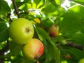 Unripe and ripe apple on the tree branch Royalty Free Stock Photo