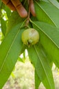 Unripe Rose Apple Fruit On Tree