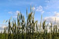 Unripe rye ears growing on agriculture field