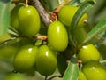 Unripe sea-buckthorn berries