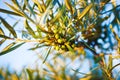 Unripe sea buckthorn, close-up. Care for hippophae.