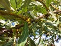 Unripe sea buckthorn fruits on a branch.