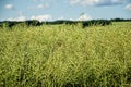 Unripe seeds of rape. Field of green ripeness oilseed on a cloudy blue sky in summer time (Brassica napus) Royalty Free Stock Photo