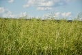 Unripe seeds of rape. Field of green ripeness oilseed isolated on a cloudy blue sky in summer time (Brassica napus) Royalty Free Stock Photo