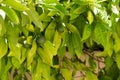 Unripe small green lemons on the tree outdoors