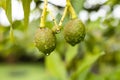 unripe small hass avocado on tree - Persea americana