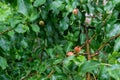 Unripe small red and green apples on a branch with green leaves