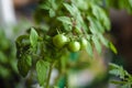 Unripe small tomatoes growing on the windowsill. Fresh mini vegetables in the greenhouse on a branch with the green fruits. The Royalty Free Stock Photo