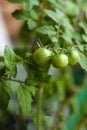 Unripe small tomatoes growing on the windowsill. Fresh mini vegetables in the greenhouse on a branch with the green fruits. The Royalty Free Stock Photo