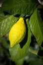 Unripe Sorrento lemon close up Royalty Free Stock Photo