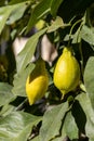 Unripe Sorrento lemons close up Royalty Free Stock Photo