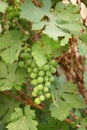 Unripe sour grapes, raw grapes, grapes on the vine Royalty Free Stock Photo