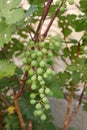 Unripe sour grapes, raw grapes, grapes on the vine Royalty Free Stock Photo