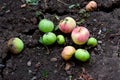 Unripe spoiled apples lie on dry ground in the garden on a hot day.
