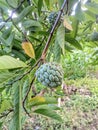 Unripe srikaya fruit in the garden