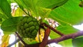 Unripe srikaya fruit on the tree