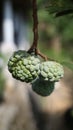 unripe srikaya fruit on the tree