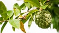 unripe srikaya fruit on the tree