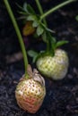 Unripe Strawberries fruits close up background, species Fragaria ananassa cultivated worldwide Royalty Free Stock Photo