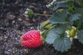 Unripe Strawberries fruits close up background, species Fragaria ananassa cultivated worldwide Royalty Free Stock Photo