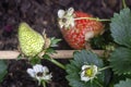 Unripe Strawberries fruits close up background, species Fragaria ananassa cultivated worldwide Royalty Free Stock Photo