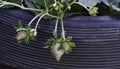 Unripe strawberries grown in a container Royalty Free Stock Photo