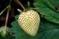 Unripe Strawberry