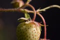 Unripe strawberry (Fragaria) as a detail