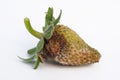 Botrytis infected unripe strawberry on a white background