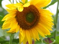 unripe sunflower Royalty Free Stock Photo