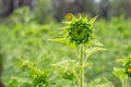 Unripe sunflowern