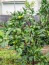 Unripe tangerines on a branch. Citrus bush. Green tangerine on a bush. Leaves. The process of fruit ripening