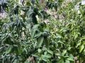 Unripe tangerines hang among green foliage with raindrops in the garden