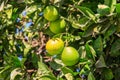 Unripe tangerines hanging on tree branches in garden