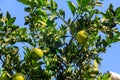 Unripe tangerines hanging on tree branches in garden