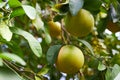 Unripe tangerines, which began to turn orange, hang on a branch in the garden