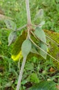 Unripe Terminalia Catappa Almond On Branch