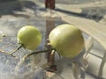 Unripe tomato closeup