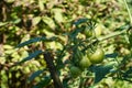 Unripe tomato fruits of green color growing on the tomato plant. Royalty Free Stock Photo