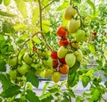 Unripe tomato growing on the vine Royalty Free Stock Photo